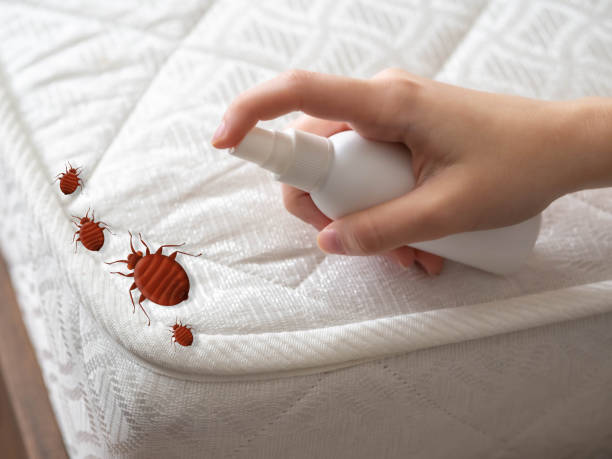 Best Flea Control Services  in Haslet, TX