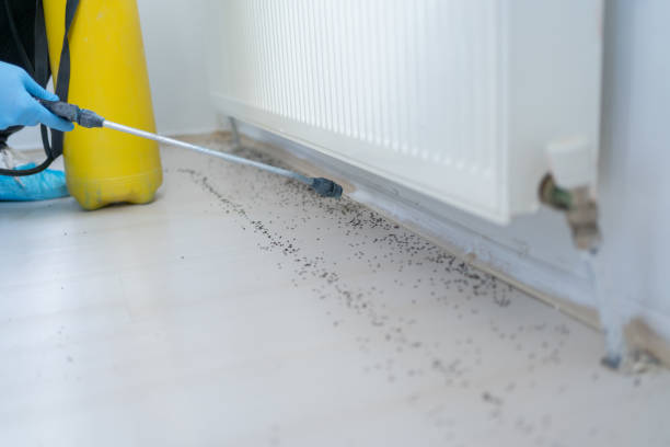 Best Best Pest Control Companies  in Haslet, TX