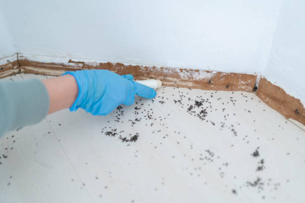 Best Best Pest Control Companies  in Haslet, TX